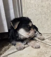 Mandy, a female Morkie for sale in Rockville, IN – Photo 8 of 8