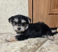 Mandy, a female Morkie for sale in Rockville, IN – Photo 3 of 8