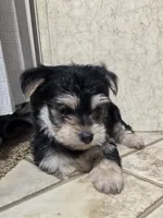 Mandy, a female Morkie for sale in Rockville, IN – Photo 7 of 8