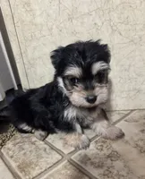 Mandy, a female Morkie for sale in Rockville, IN – Photo 4 of 8