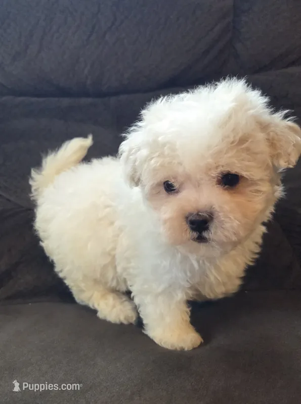 Bear, a male Poodle - Miniature  and Morkie for sale in Rockville, IN – 1 of 7