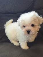 Bear, a male Poodle - Miniature  and Morkie for sale in Rockville, IN – 1 of 7