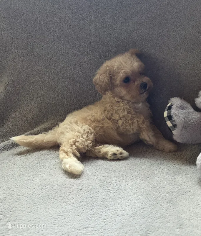 Jackson – Maltipoo, Poodle - Miniature  puppy for sale in Brazil, IN