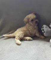 Jackson, a male Maltipoo and Poodle - Miniature  for sale in Brazil, IN – 1 of 10