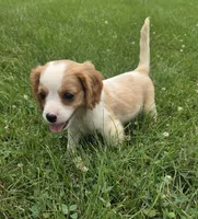 Ryder, a male Cavalier King Charles Spaniel for sale in Brazil, IN – 4 of 10