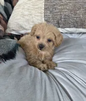 Cody, a male Poodle - Miniature  and Shichon for sale in Brazil, IN – 4 of 9