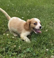 Ryder, a male Cavalier King Charles Spaniel for sale in Brazil, IN – 9 of 10