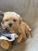 Ruby, a female Maltipoo and Poodle - Miniature  for sale in Brazil, IN – 2 of 10