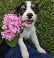 Lily, a female Cavalier King Charles Spaniel for sale in Brazil, IN – 4 of 10