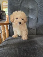 Copper, a male Maltese and Poodle - Miniature  for sale in Brazil, IN – 9 of 10