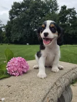 Lily, a female Cavalier King Charles Spaniel for sale in Brazil, IN – 3 of 10