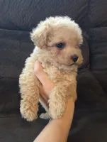 Lily, a female Poodle - Miniature  and Morkie for sale in Rockville, IN – 3 of 8