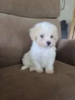 Shep, a male Maltese and Poodle - Miniature  for sale in Brazil, IN – 4 of 9