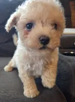 Lily, a female Poodle - Miniature  and Morkie for sale in Rockville, IN – 5 of 8