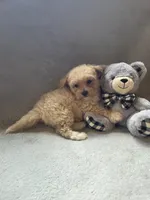 Jackson, a male Maltipoo and Poodle - Miniature  for sale in Brazil, IN – 9 of 10