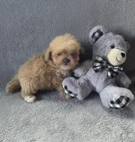 Theodore , a male Maltipoo and Poodle - Miniature  for sale in Brazil, IN – 5 of 10