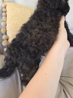 Lucy, a female Poodle - Miniature  and Shichon for sale in Brazil, IN – 7 of 10