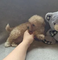 Jackson, a male Maltipoo and Poodle - Miniature  for sale in Brazil, IN – 10 of 10