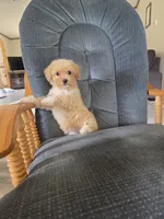 Rusty, a male Maltese and Poodle - Miniature  for sale in Brazil, IN – 7 of 10