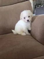 Shep, a male Maltese and Poodle - Miniature  for sale in Brazil, IN – 5 of 9