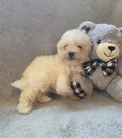 Logan, a male Maltipoo and Poodle - Miniature  for sale in Brazil, IN – 9 of 10