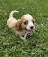 Ryder, a male Cavalier King Charles Spaniel for sale in Brazil, IN – 8 of 10