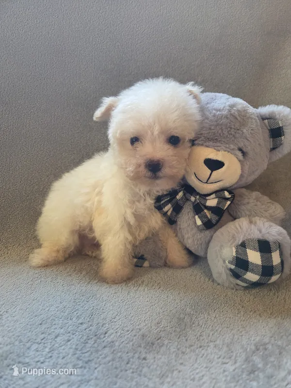 Logan – Maltipoo, Poodle - Miniature  puppy for sale in Brazil, IN