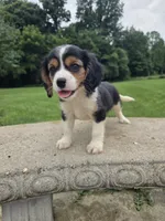 Banjo, a male Cavalier King Charles Spaniel for sale in Brazil, IN – 6 of 9