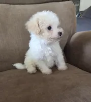 Shep, a male Maltese and Poodle - Miniature  for sale in Brazil, IN – 3 of 9