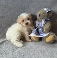 Daisy, a female Maltipoo and Poodle - Miniature  for sale in Brazil, IN – 5 of 10