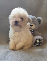 Logan, a male Maltipoo and Poodle - Miniature  for sale in Brazil, IN – 8 of 10