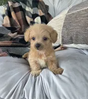 Cody, a male Poodle - Miniature  and Shichon for sale in Brazil, IN – 6 of 9