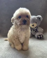 Jackson, a male Maltipoo and Poodle - Miniature  for sale in Brazil, IN – 2 of 10