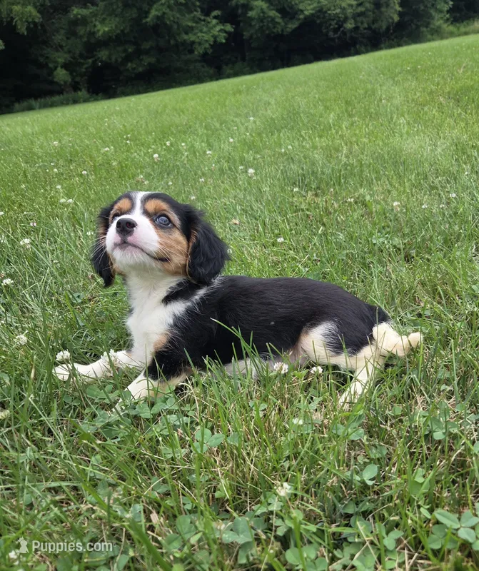 Banjo – Cavalier King Charles Spaniel puppy for sale in Brazil, IN