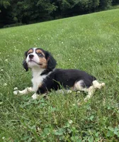 Banjo, a male Cavalier King Charles Spaniel for sale in Brazil, IN – 1 of 9