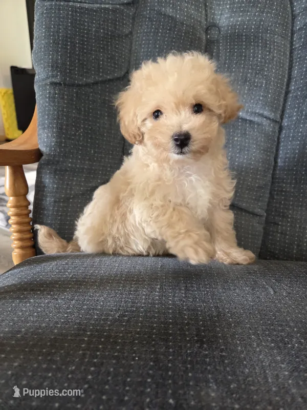 Copper – Maltese, Poodle - Miniature  puppy for sale in Brazil, IN