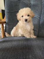 Copper, a male Maltese and Poodle - Miniature  for sale in Brazil, IN – 1 of 10