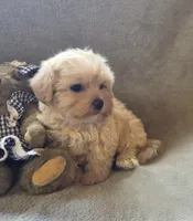 Ruby, a female Maltipoo and Poodle - Miniature  for sale in Brazil, IN – 5 of 10