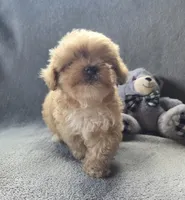 Theodore , a male Maltipoo and Poodle - Miniature  for sale in Brazil, IN – 9 of 10