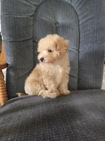 Copper, a male Maltese and Poodle - Miniature  for sale in Brazil, IN – 4 of 10