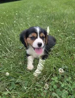Banjo, a male Cavalier King Charles Spaniel for sale in Brazil, IN – 7 of 9