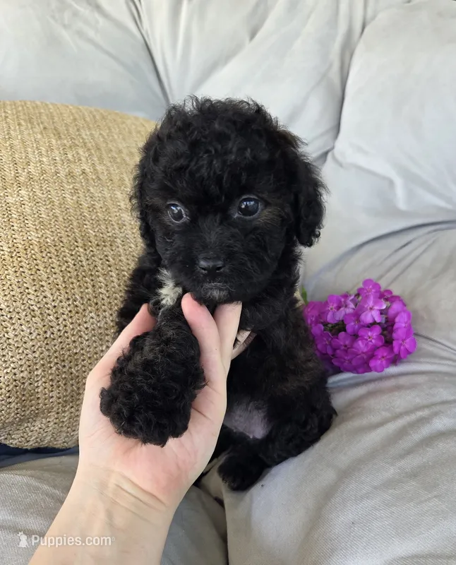 Lucy – Poodle - Miniature , Shichon puppy for sale in Brazil, IN