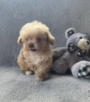 Theodore , a male Maltipoo and Poodle - Miniature  for sale in Brazil, IN – 3 of 10