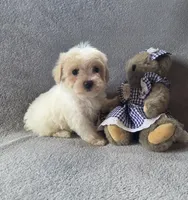 Daisy, a female Maltipoo and Poodle - Miniature  for sale in Brazil, IN – 10 of 10