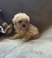 Ruby, a female Maltipoo and Poodle - Miniature  for sale in Brazil, IN – 8 of 10