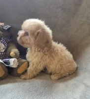 Ruby, a female Maltipoo and Poodle - Miniature  for sale in Brazil, IN – 9 of 10