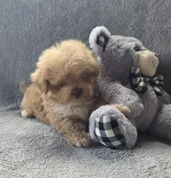 Theodore , a male Maltipoo and Poodle - Miniature  for sale in Brazil, IN – 7 of 10