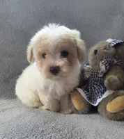 Daisy, a female Maltipoo and Poodle - Miniature  for sale in Brazil, IN – 2 of 10
