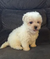 Bear, a male Poodle - Miniature  and Morkie for sale in Rockville, IN – 4 of 7