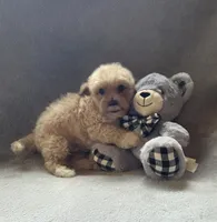 Jackson, a male Maltipoo and Poodle - Miniature  for sale in Brazil, IN – 4 of 10